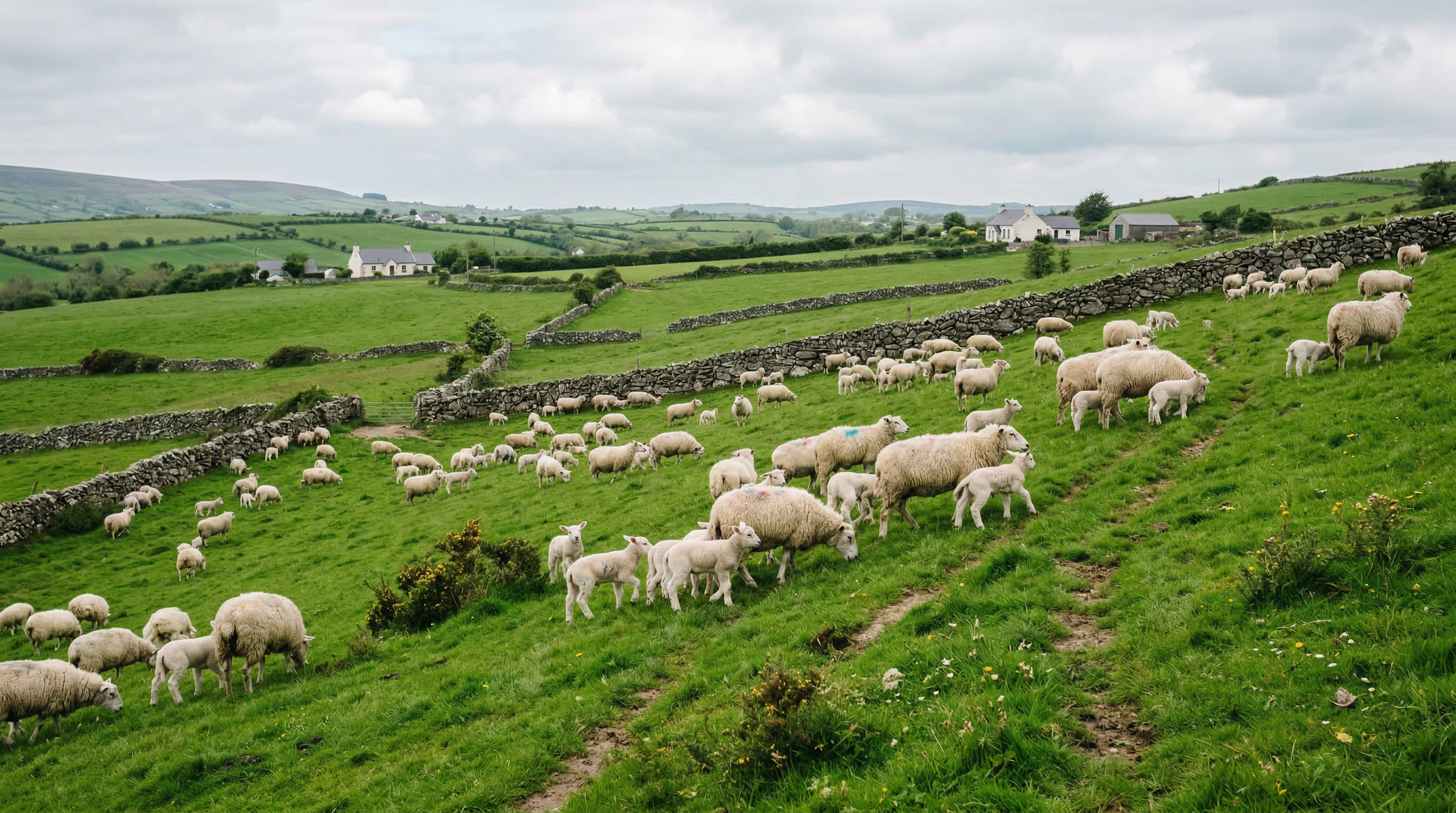 Sheep flock grazing on an Irish hillside
